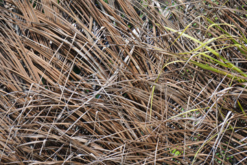 dry straw shown as a background
