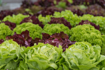 Salat im eigenen Garten
