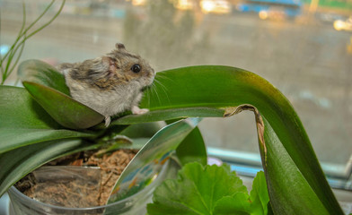 Photo of a Dzungarian hamster on a green leaf