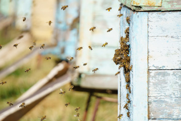 Bees fly out in the spring
