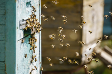 Bees fly out in the spring, bee hive