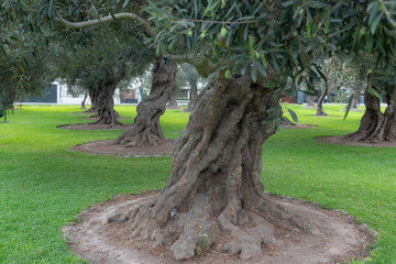 Olives park in Lima