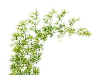 Bamboo leaves isolated on white background. Clipping path