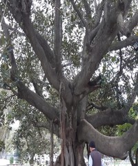 old tree in the park