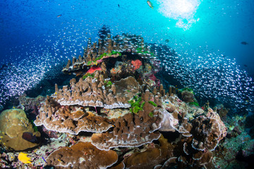 Tropical fish and glassfish around thriving, colorful hard corals on a tropical coral reef system in Thailand