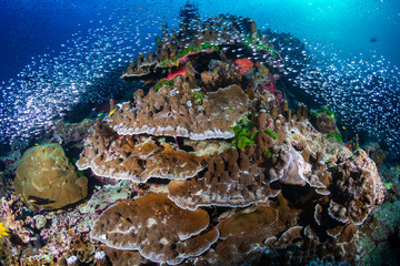 Fototapeta na wymiar Tropical fish and glassfish around thriving, colorful hard corals on a tropical coral reef system in Thailand