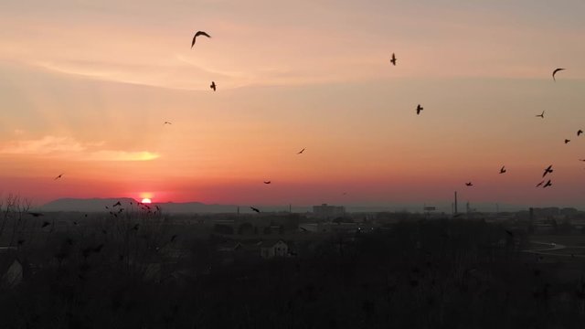 Drone fly through flock of black crow over an abandoned city during an apocalypse epidemic virus at sunset. Cinematic aerial shot corona virus pandemic concept