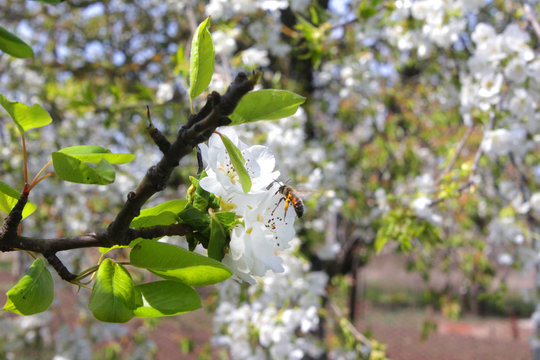 time is spring, fruit trees are blooming cherry, cherry and pear with apples photos of flowers of these trees. the beauty of nature its perfection and abundance