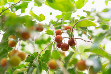 Dovyalis hebecarpa, with common names Ceylon gooseberry, ketembilla, and kitambilla, is a plant in...