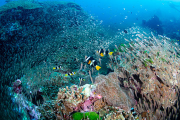 A family of cute Clownfish (Clark's Anemonefish) surrounded by tropical fish on a healthy, colorful...