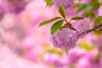 sakura close up in the morning. beautiful springtime background in the garden