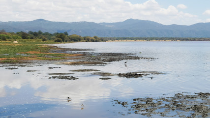 lake edge of lake manyara in tanzania