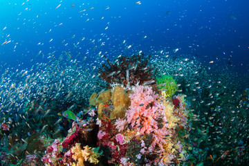 Plakat Beautiful hard and soft corals surrounded by tropical fish on a colorful, healthy tropical reef in Thailand