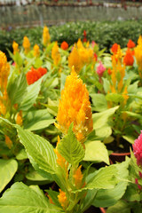 Cockscomb flowers or are also known as Wool Flowers or Brain Celosia grown at flower nursery at Cameron Highland, Malaysia. Planted in small pots for sale. 
