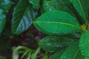 Close up tropical green leaves with water drop with nature background.