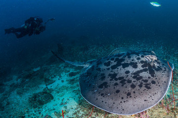 Fototapeta na wymiar Huge Marble Stingray underwater with a background SCUBA diver on a deep, tropical coral reef