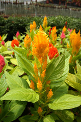 Cockscomb flowers or are also known as Wool Flowers or Brain Celosia grown at flower nursery at Cameron Highland, Malaysia. Planted in small pots for sale. 
