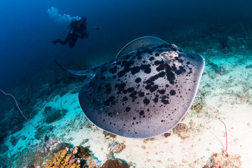Huge Marble Stingray underwater with a background SCUBA diver on a deep, tropical coral reef