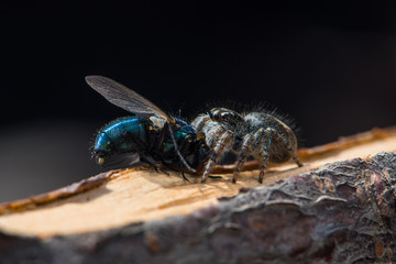Jumping spider with caught fly