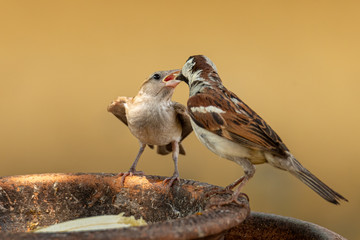 Male House Sparrow feeding his chick on round clay tray
