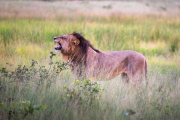 Big lion lying on savannah grass. Landscape with characteristic trees on the plain and hills in the background