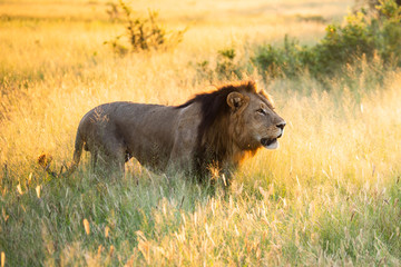 Big lion lying on savannah grass. Landscape with characteristic trees on the plain and hills in the background