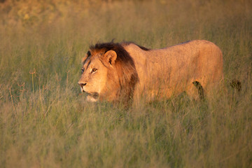 Big lion lying on savannah grass. Landscape with characteristic trees on the plain and hills in the background