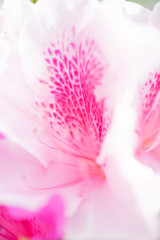 close up of pink flower