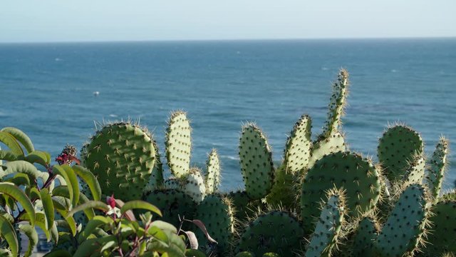 Closeup of cactus on a hillside over the ocean