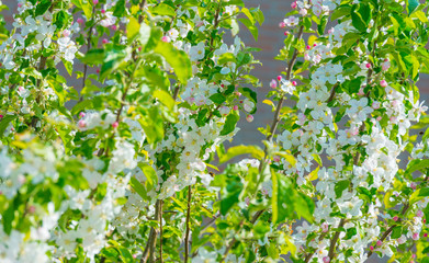 Bumblebee searching for nectar in a blossoming apple tree in sunlight in spring