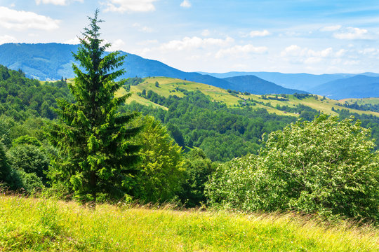 mountain landscape in summer. blue sky with fluffy clouds. green grass on the meadows. hills rolling into the distant ridge. idyllic nature scenery of carpathian countryside