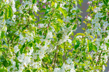 Bumblebee searching for nectar in a blossoming apple tree in sunlight in spring