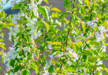 Bumblebee searching for nectar in a blossoming apple tree in sunlight in spring