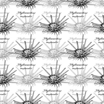 Sputnik urchin. Seamless pattern of Phyllacanthus imperialis and calligraphy. Hand-drawn collection of greeting cards. Vector illustration on a white background.