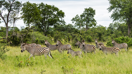 Fototapeta na wymiar A herd of zebras grazing in the African savanna of Botswana.
