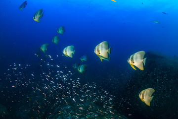 Fototapeta na wymiar Underwater image of a school of Longfin Batfish (Spadefish) in a clear, blue, tropical ocean