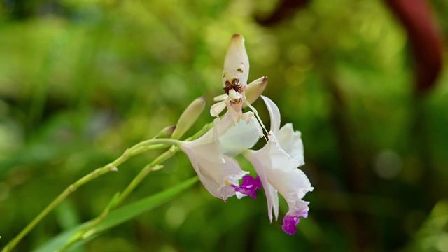 Orchid Mantis, Hymenopus coronatus; shakings its body and moving its head up while raising its forelegs on an orchid.