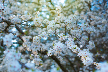 Spring diffuse background with  branches of blooming sakura. Ray of light
