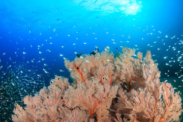 Fototapeta na wymiar Glassfish swarming around delicate Sea Fans on a tropical coral reef at Koh Tachai island in Thailand