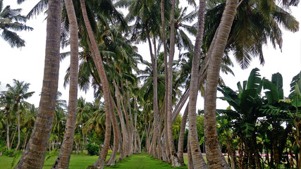 Palm Alley in the Maldives. The gracefully curved trunks of palm trees form a beautiful alley, covered with bright green grass.