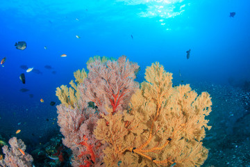 Fototapeta na wymiar Beautiful multi-colored, fragile sea fans on a healthy tropical coral reef in Asia