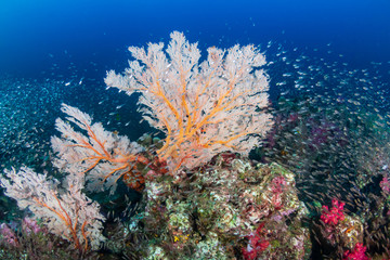 Fototapeta na wymiar Glassfish around beautiful, fragile seafans on a healthy thriving tropical coral reef