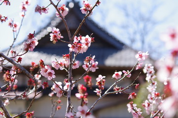 お寺に咲く満開の紅梅