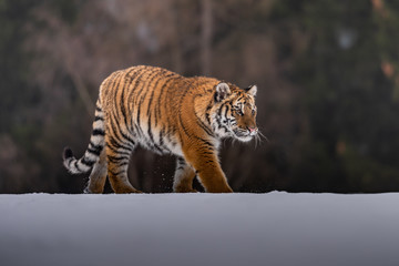 Siberian Tiger running in snow. Beautiful, dynamic and powerful photo of this majestic animal. Set in environment typical for this amazing animal. Birches and meadows