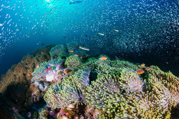 Fototapeta na wymiar Pink Clownfish on a beautiful, healthy underwater tropical coral reef
