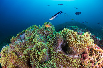 Naklejka na ściany i meble Pink Clownfish on a beautiful, healthy underwater tropical coral reef