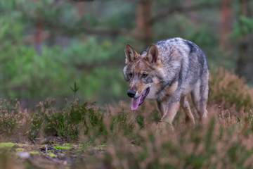 Lone wolf running in autumn forest Czech Republic