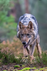 Lone wolf running in autumn forest Czech Republic