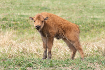 Naklejka na ściany i meble Small cute bison calf standing on meadow pasture from side