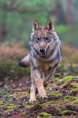 Lone wolf running in autumn forest Czech Republic